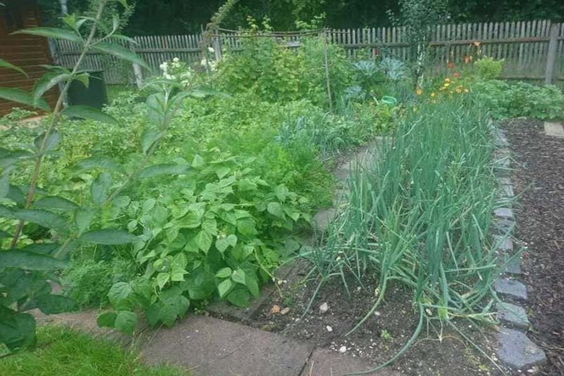  Огород в квартире: как вырастить травы, зелень и овощи без дачного участка 