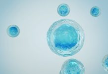 Обнаружен ключевой клеточный процесс, лежащий в основе старения