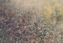 Пенсионер в Таиланде умер после укусов мошек из-за заражения крови