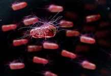 PhRes: создано натуральное средство для похудения, блокирующее усвоение жиров