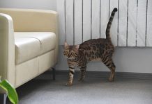 Волгоградцам объяснили, почему кошки мешают спать ночью