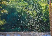 Рой мошек погубил 68-летнего мужчину