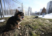 Владельцев питомцев предупредили о скрытой опасности весной