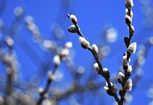 В России преждевременно зацвели опасные для аллергиков деревья