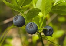 Обнаружена неожиданная польза привычной ягоды при диабете