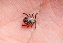 В Астрахани женщина чуть не умерла после укуса клеща