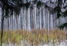 Березы заплакали на неделю раньше в Новосибирской области — биолог Яновский