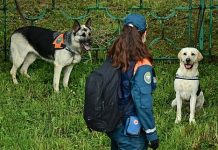 МЧС РФ определило новые нормы питания для служебных собак