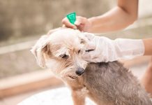 Ветврач Ильина рассказала, чем опасны укусы клещей для питомцев и как их защитить