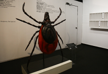 Самых смертоносных клещей в мире показали в Новосибирске