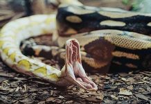 Позавидуем змеям