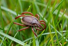 Вирусолог напомнил, что симптомы ОРВИ и боррелиоза схожи