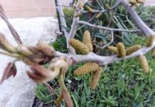 Жителей Кубани ждут новые аллергические атаки этой весной