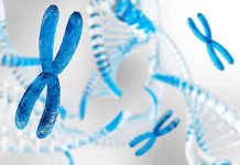 PNAS: найден новый способ борьбы с синдромом Дауна на уровне генов