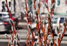 Вербное воскресенье. Что можно и что нельзя делать 5 апреля 2026 года